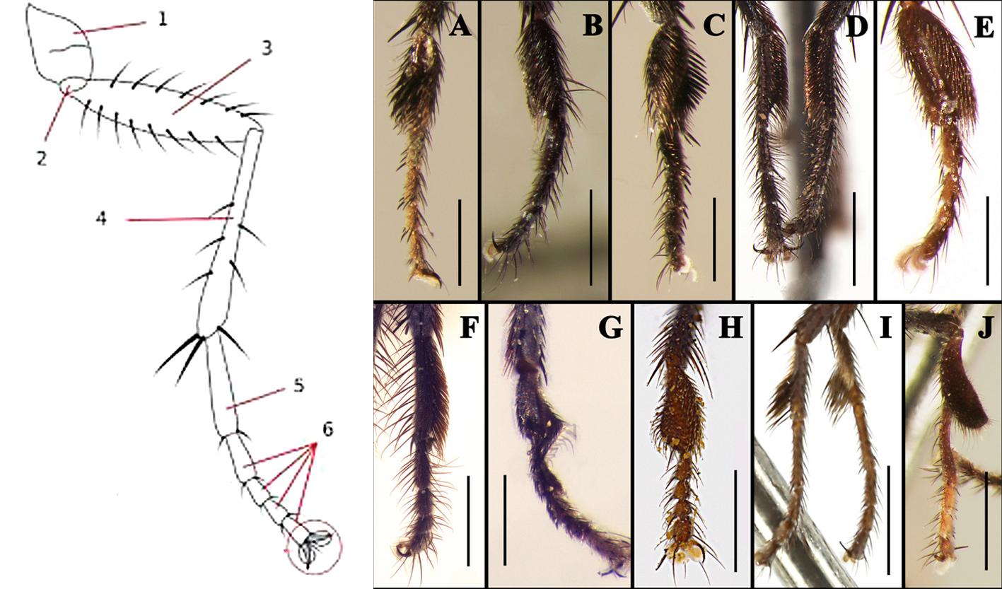 行船笔记趣虫3苍蝇捕猎者