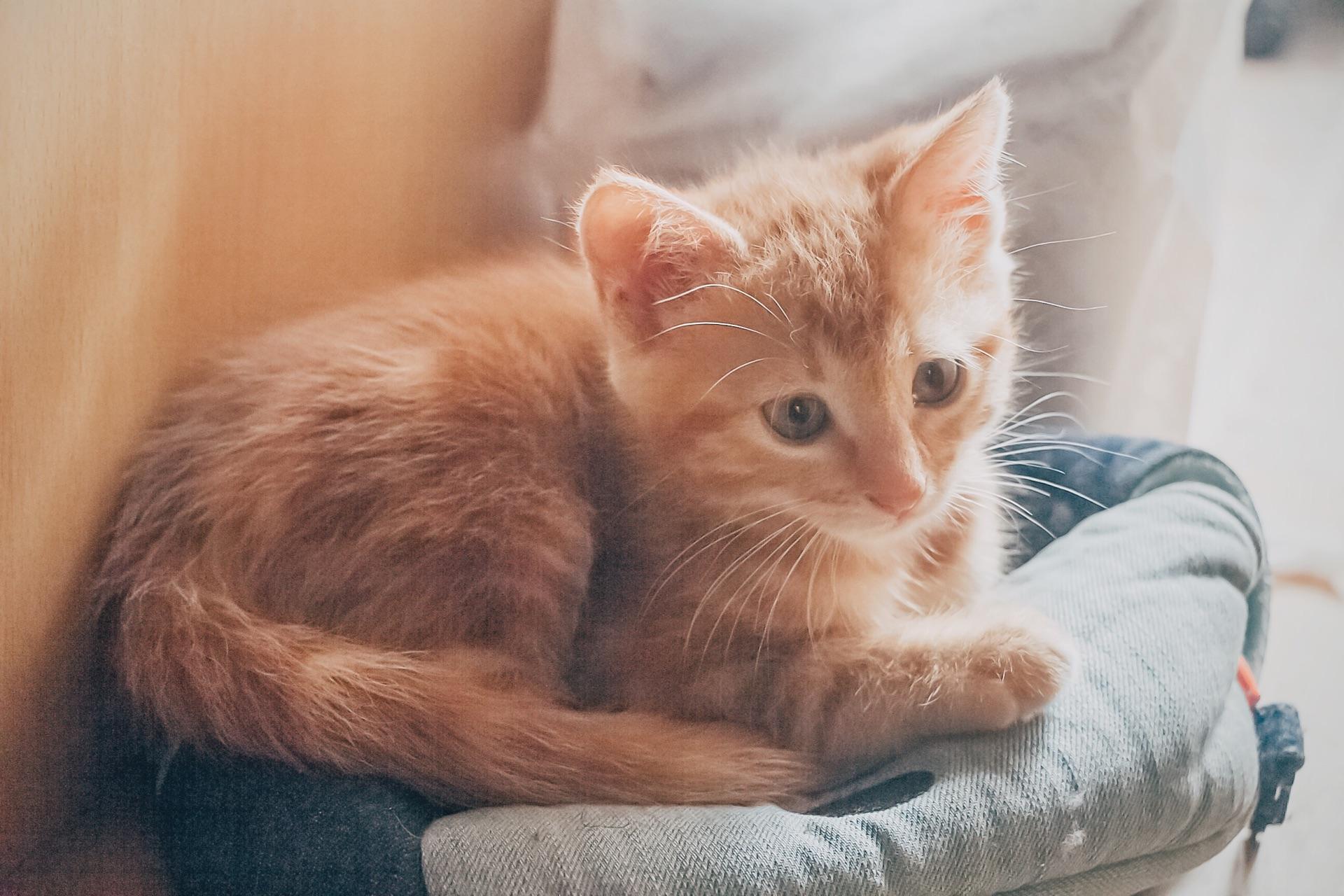 猫可以萌到什么程度?