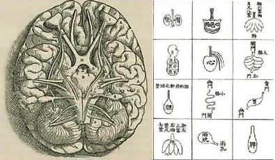 下面左图出自1543年安德烈·维扎里的《人体的结构》中的脑