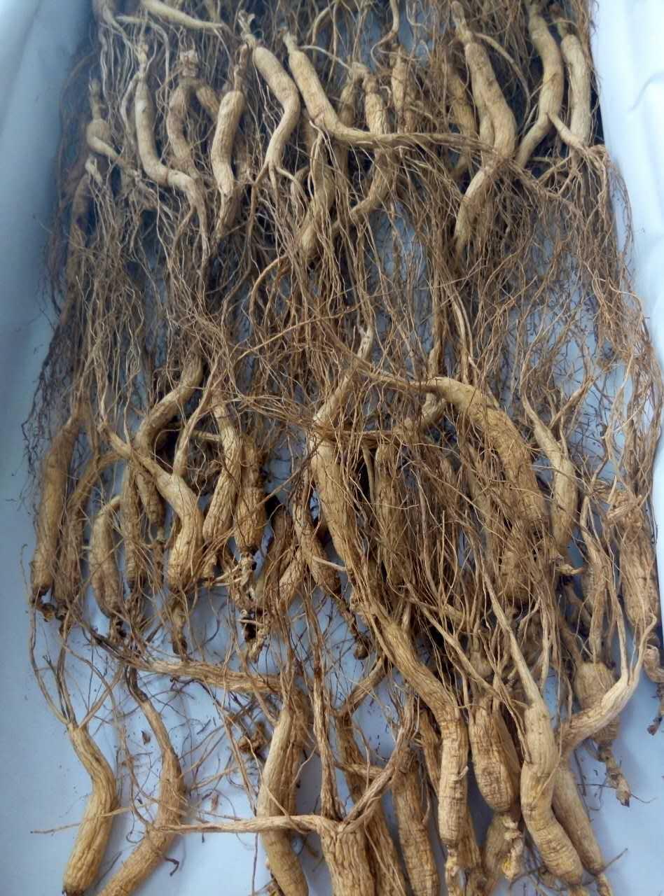 人参真的会跑吗? - 载流子的回答 - 知乎