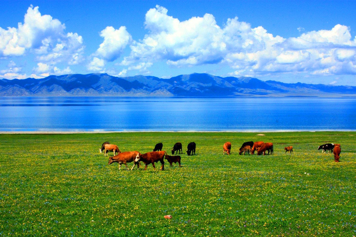这个夏天,啤酒与东北烤肉,撸起来! - 知乎