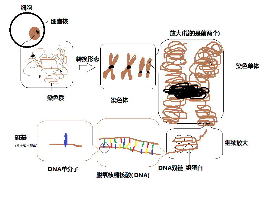 基因、染色体、蛋白质、DNA、RNA 之间的关系是什么？ - 知乎