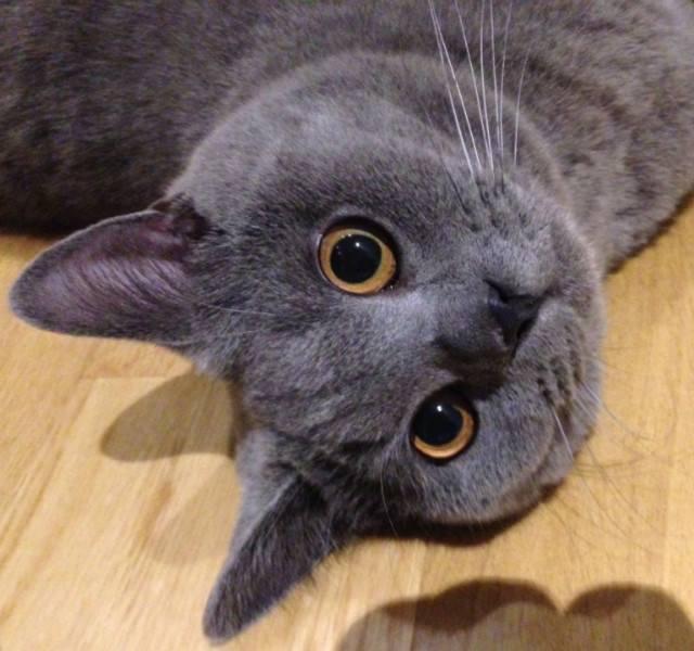 苗炜专栏    小猫和城市化