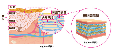 怎么解决毛孔粗大、泛油、痘痘肌问题? - 恩菇