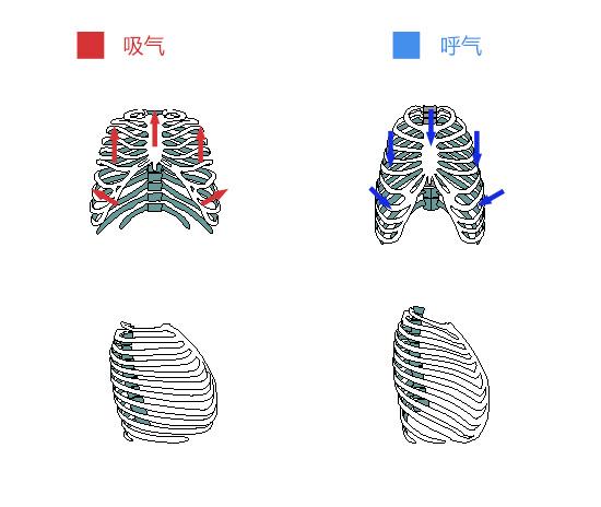肋骨外翻如何进行矫正? - 健身 - 知乎