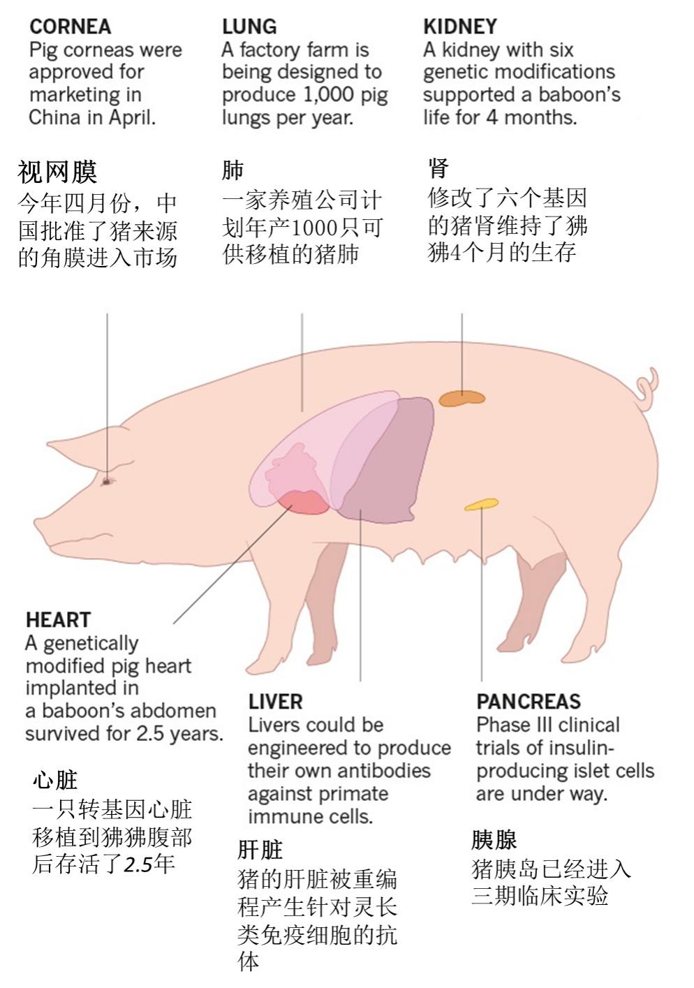 猪关节 结构图图片