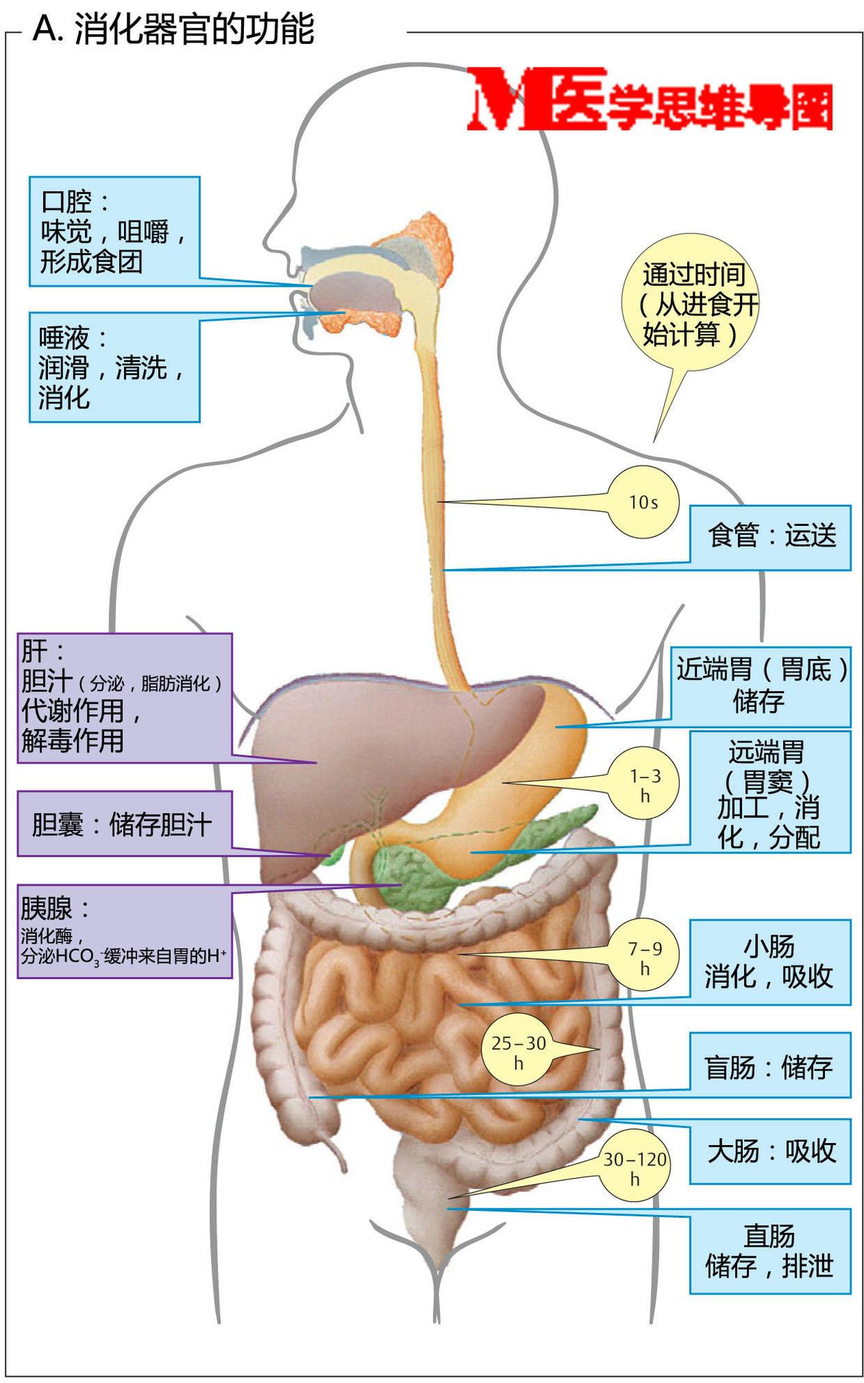 胰脏作用图片