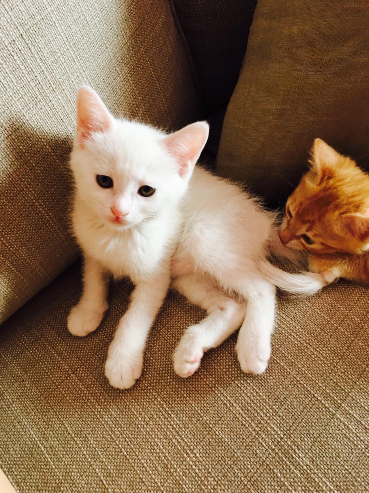 有哪些性价比很高的猫玩具? - Bestimmung 的