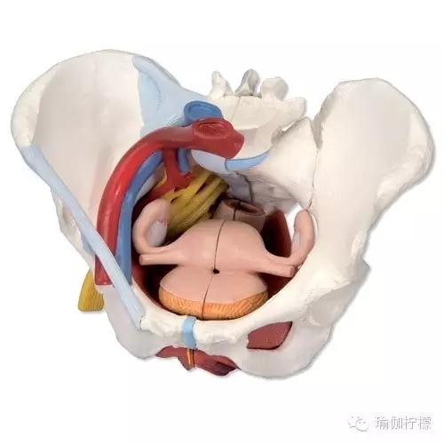骨盆第三讲 | 你骨盆都歪了,还敢跷二郎腿吗?