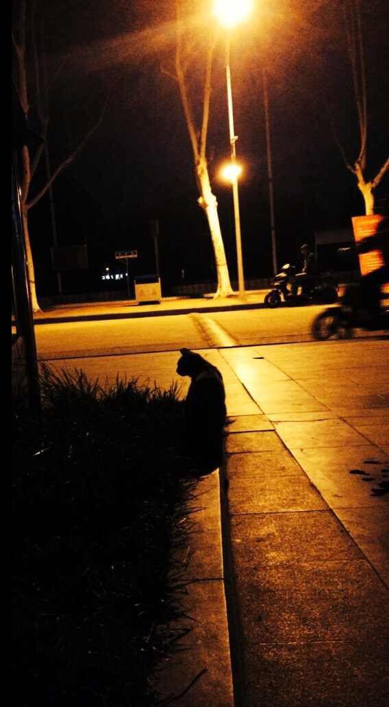 在学校看到的一只到处流浪的猫