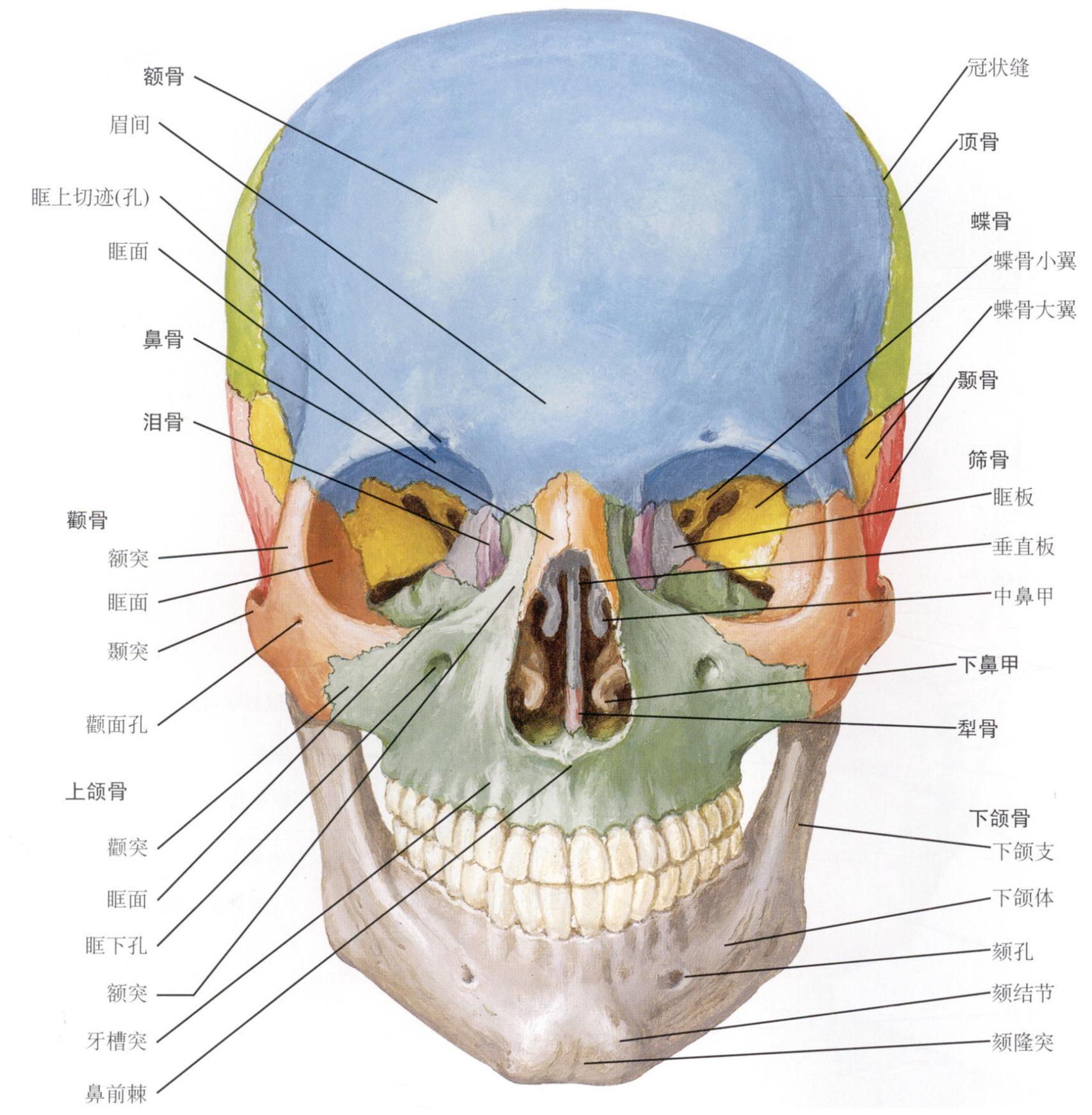 头部解剖——第七集：结合真实造型分析骨点03-bilibili(B站)无水印视频解析——YIUIOS易柚斯