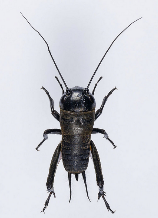 连载3啪啪酱又来了虫虫大作战爱涨姿势爱不同体位的蟋蟀