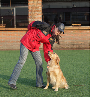 一 禁止狗狗扑人速训法 知乎