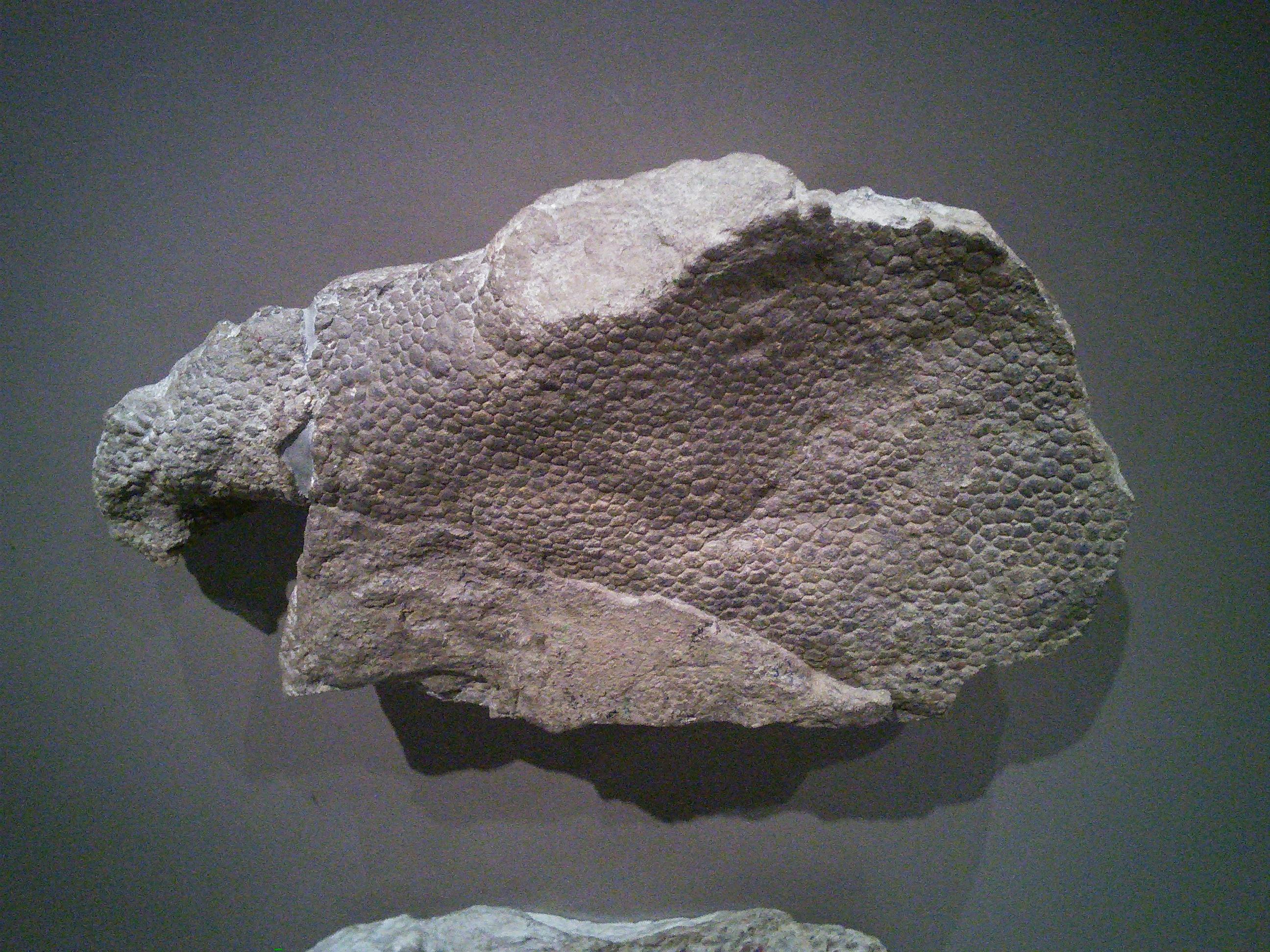 因为有恐龙皮肤化石啊.  显示全部