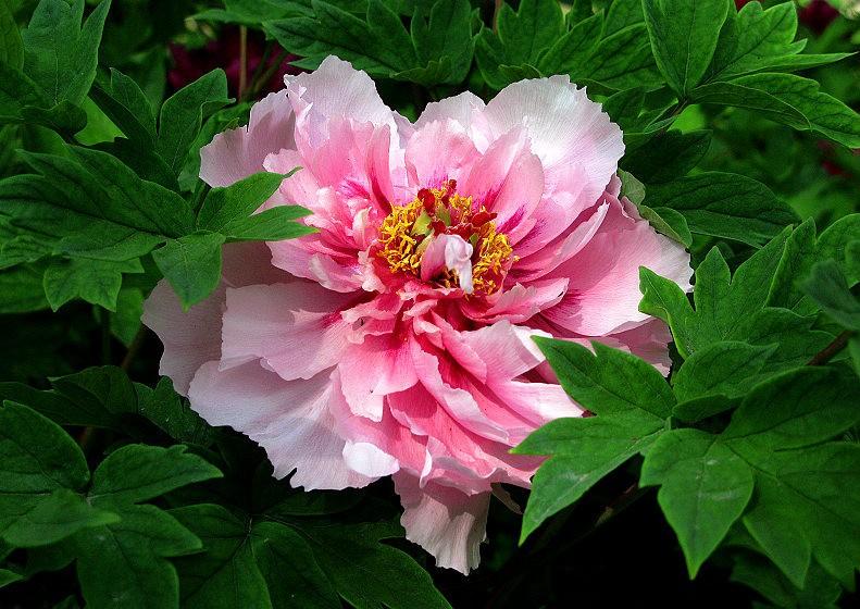 gossip girl里blair喜欢的花是什么品种?