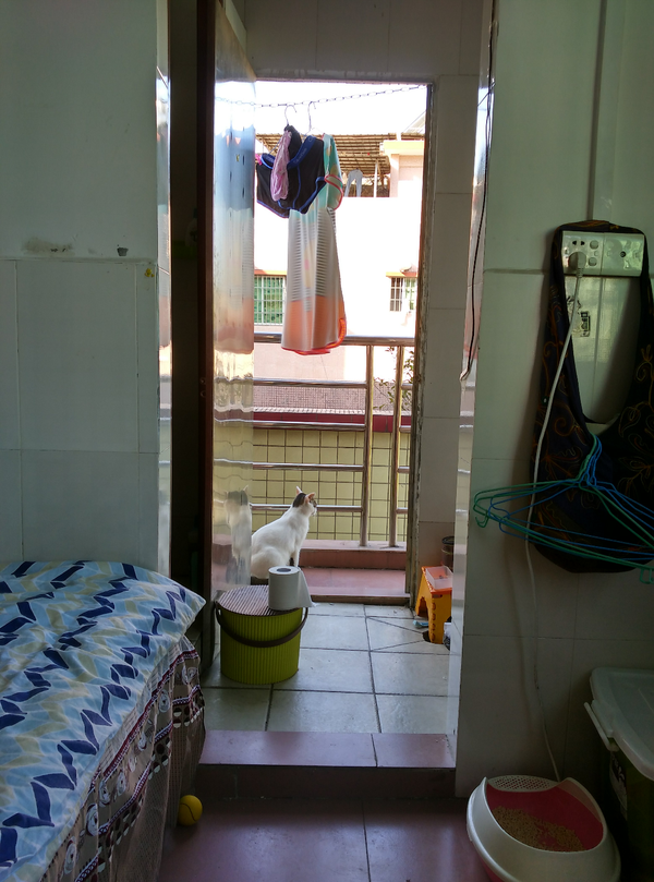 在出租房里养一只猫是怎样一种体验?