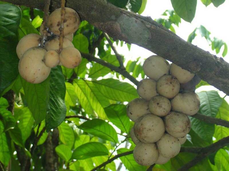 图上这种水果在越南叫bon bon,请问中文名或者