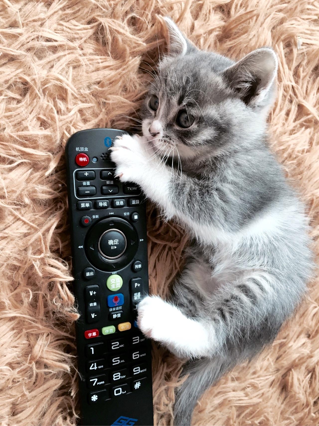 中华田园猫的颜值可以多高? - 造句子的回答