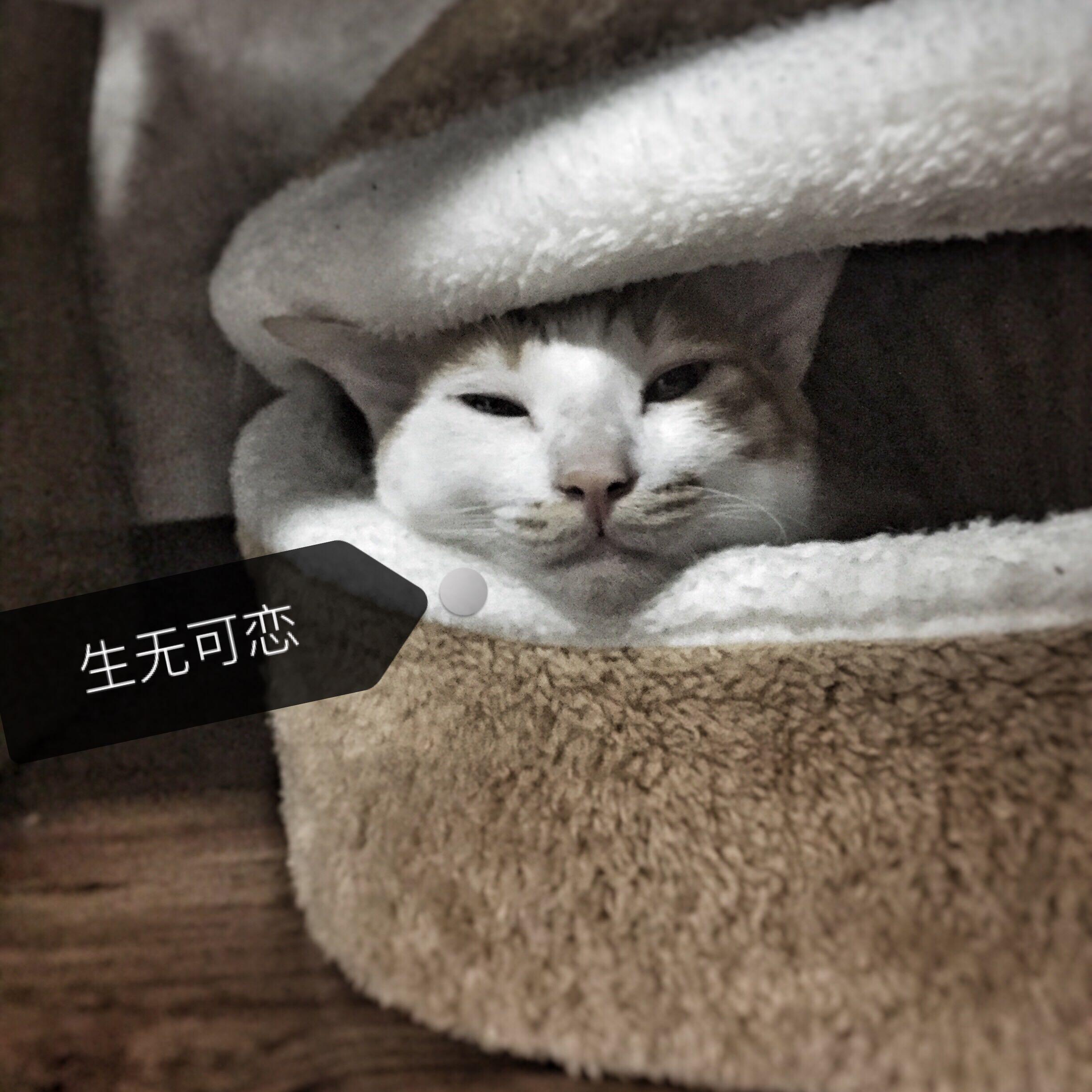 有一只眼睛小的猫是一种什么样的体验? - 匿名