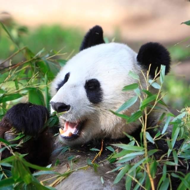 研究大熊猫有重大意义,不仅因为萌