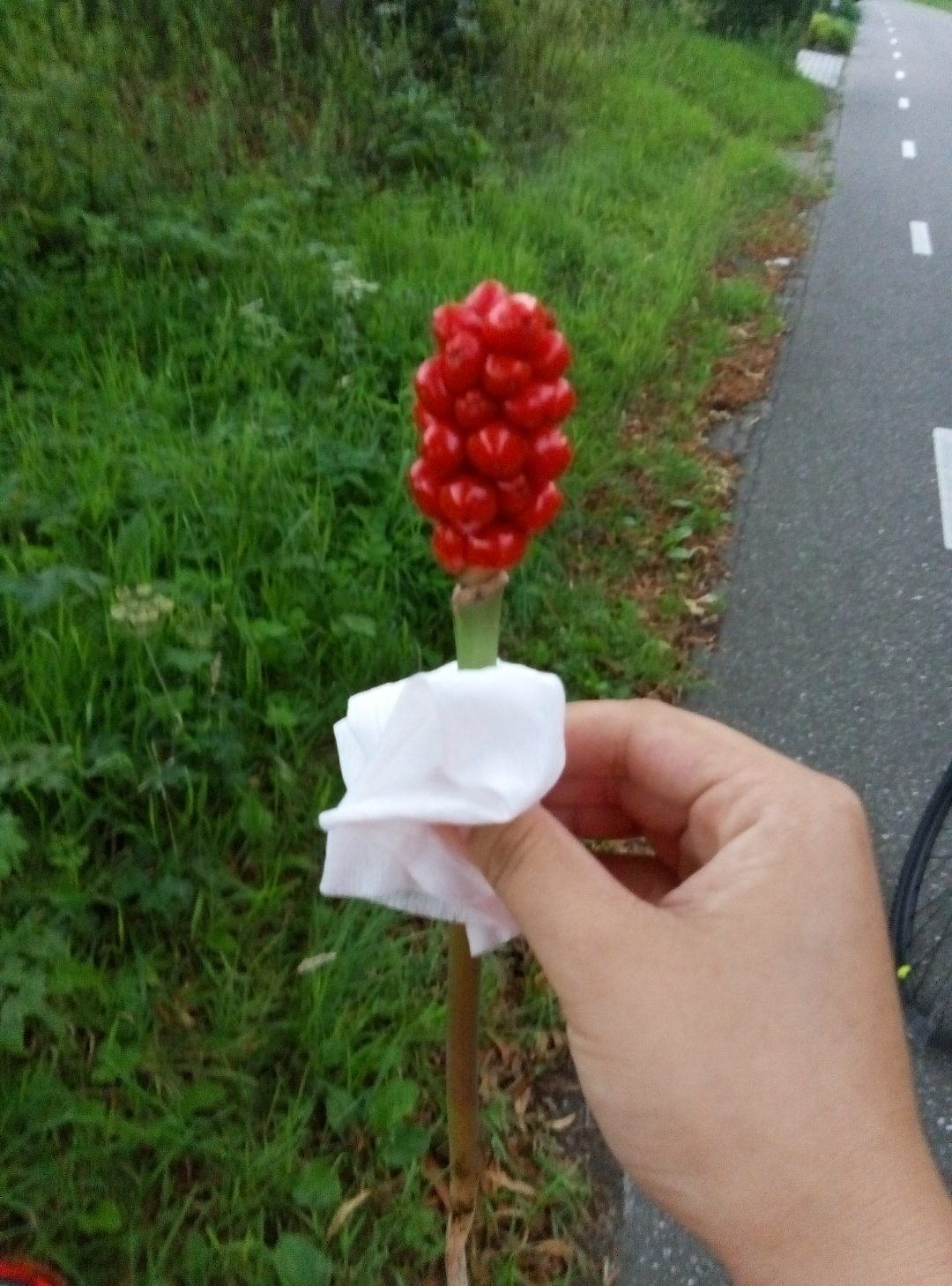 请问这是什么花,荷兰? - 陈小东的回答