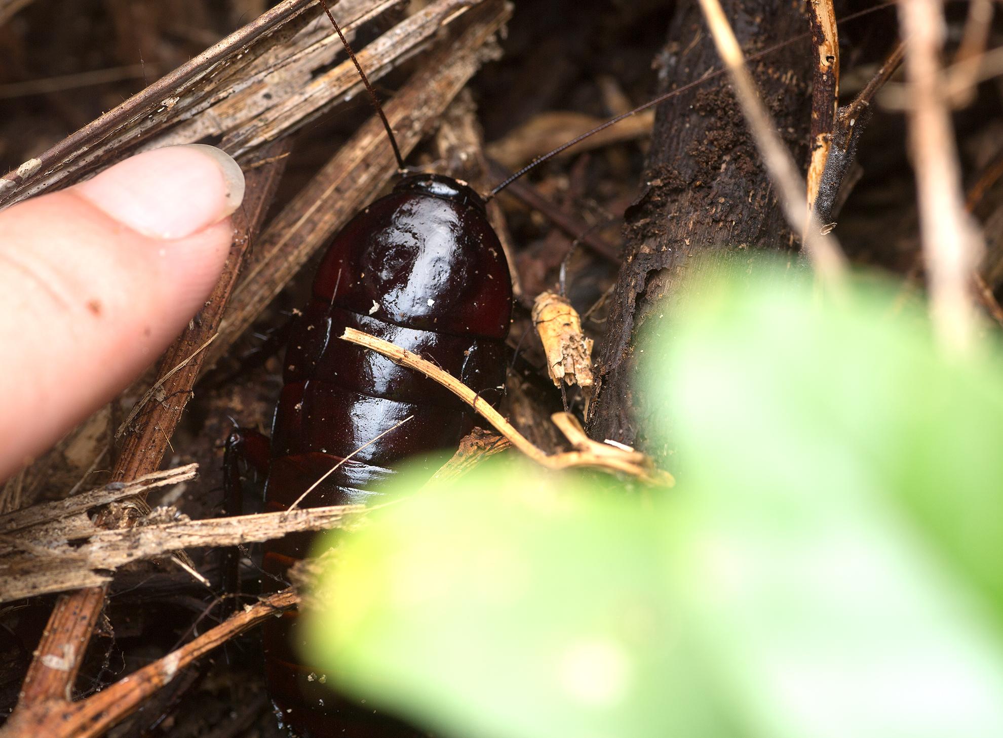 麻蠊这是我非常喜欢的蜚蠊蛛蟋一不小心打搅了你的晚饭小螽斯neocono