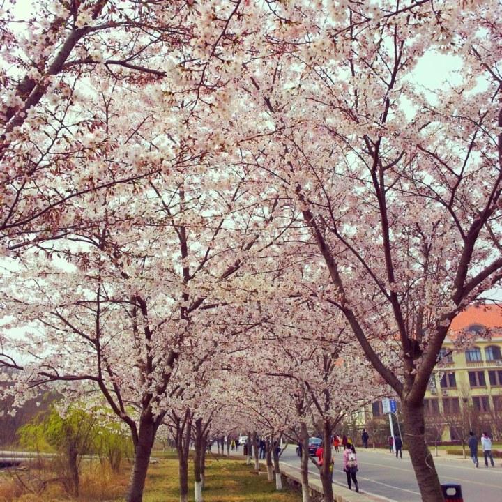 在中国海洋大学学习是一种什么体验? - 中国海洋大学