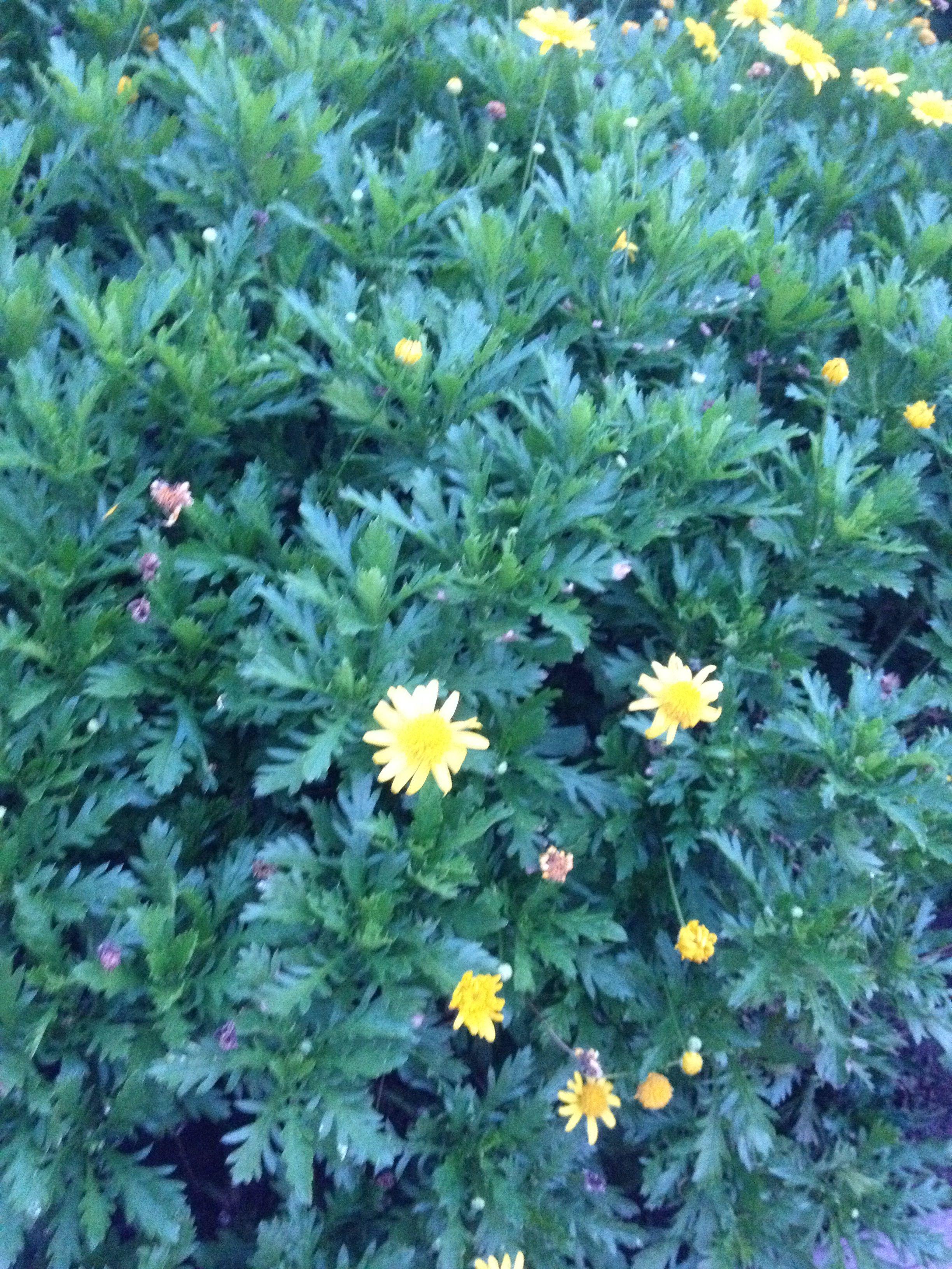 请问这两种草花是什么植物?