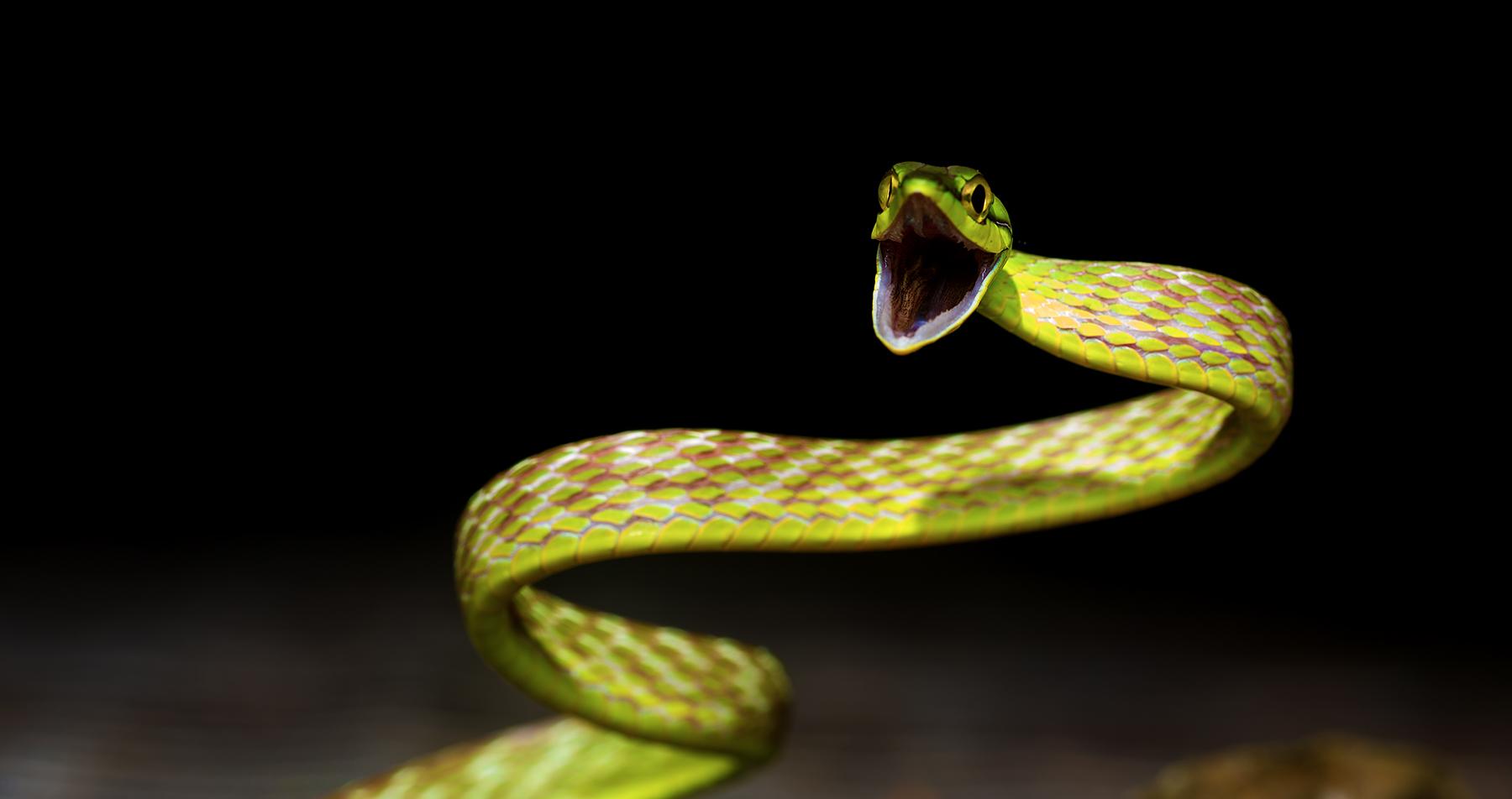 都是适应环境的好手肥大的螽斯不得不说, 这只麻子脸螽斯lirometopum