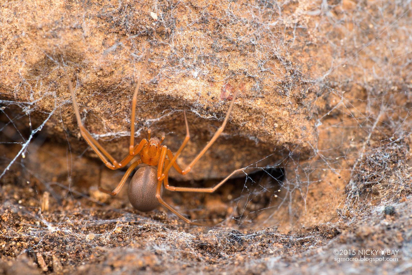 世界上最毒的蜘蛛有哪些(世界上最毒的10种蜘蛛)-生物科普-科普兄弟