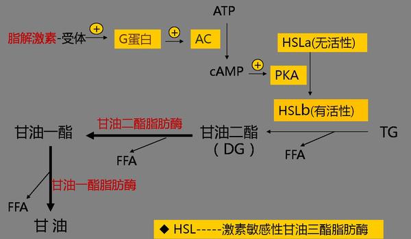 健身与脂肪(3),脂肪的代谢与运动 ——透视各种运动减肥方法后的科学逻辑 - 知乎