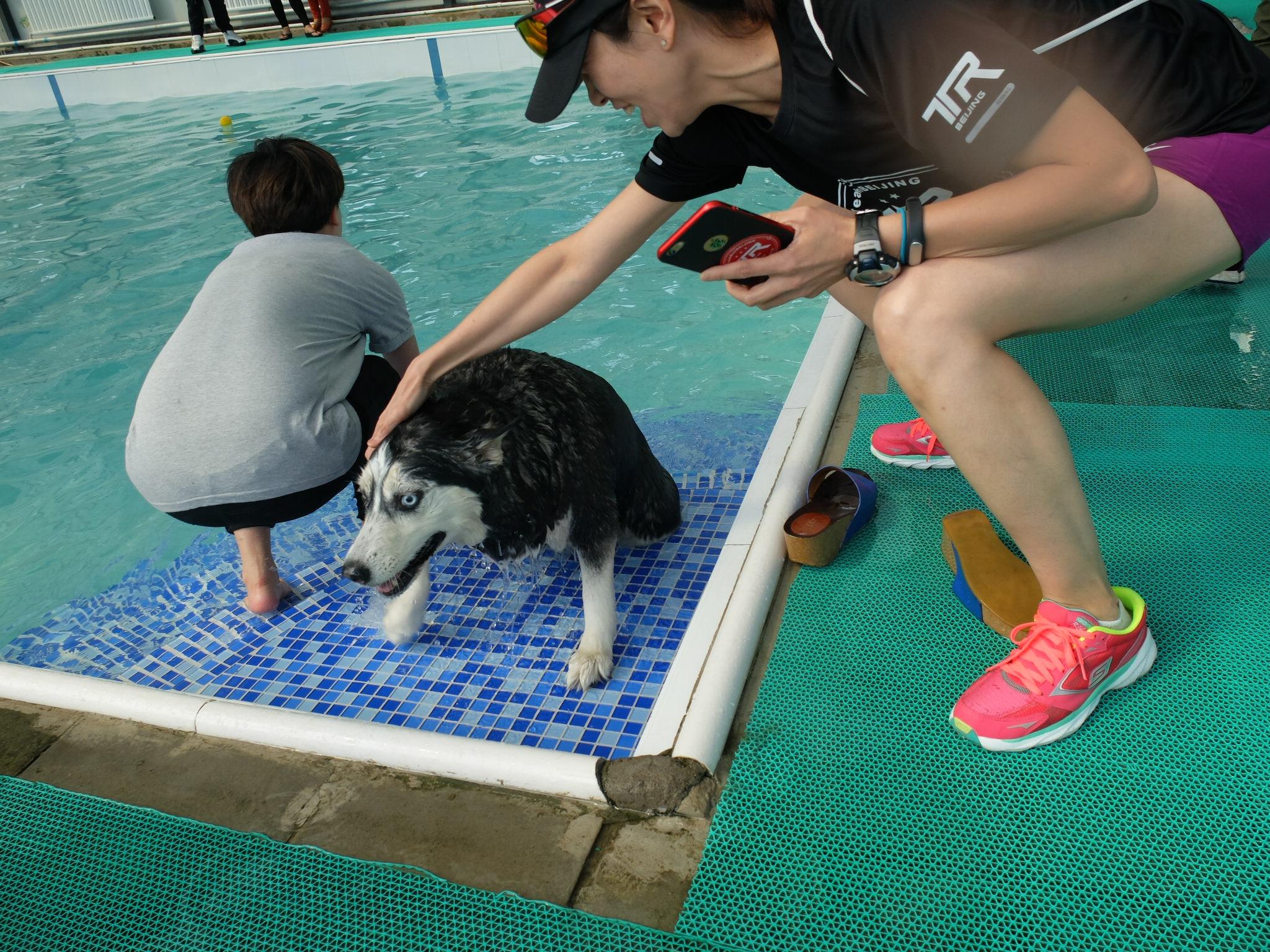 韩国光州举行全国宠物狗游泳大赛 为世界游泳锦标赛造势