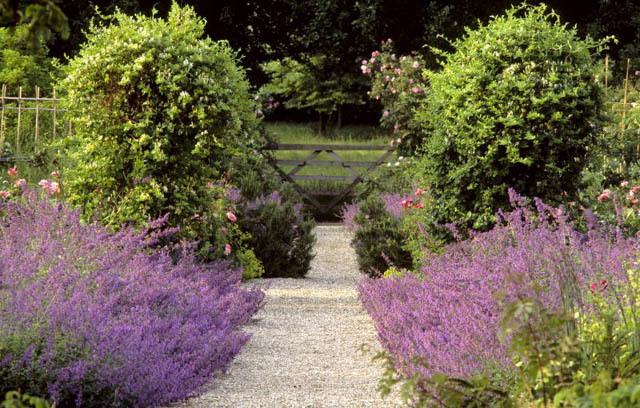 猫薄荷:如何用植物单挑八达岭老虎?