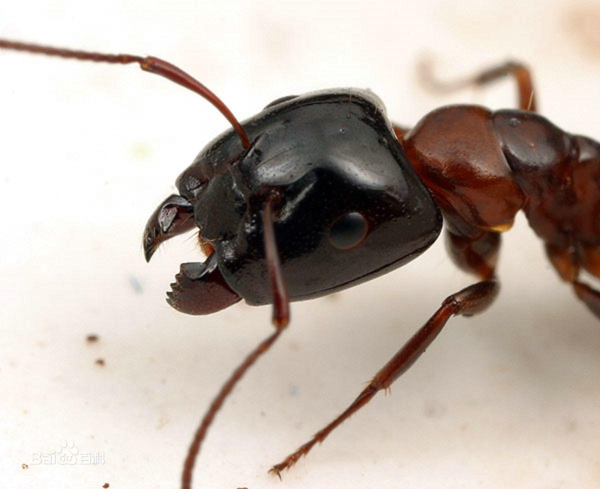 养一窝蚂蚁是一种怎样的体验，怎样养？ - 知乎