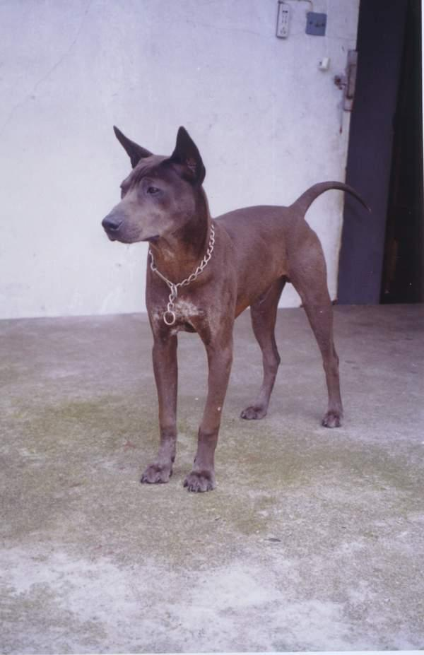 湖北箭毛猎犬,是湖北黄石等地的一种原生犬种,身形修长,健美,被毛短而