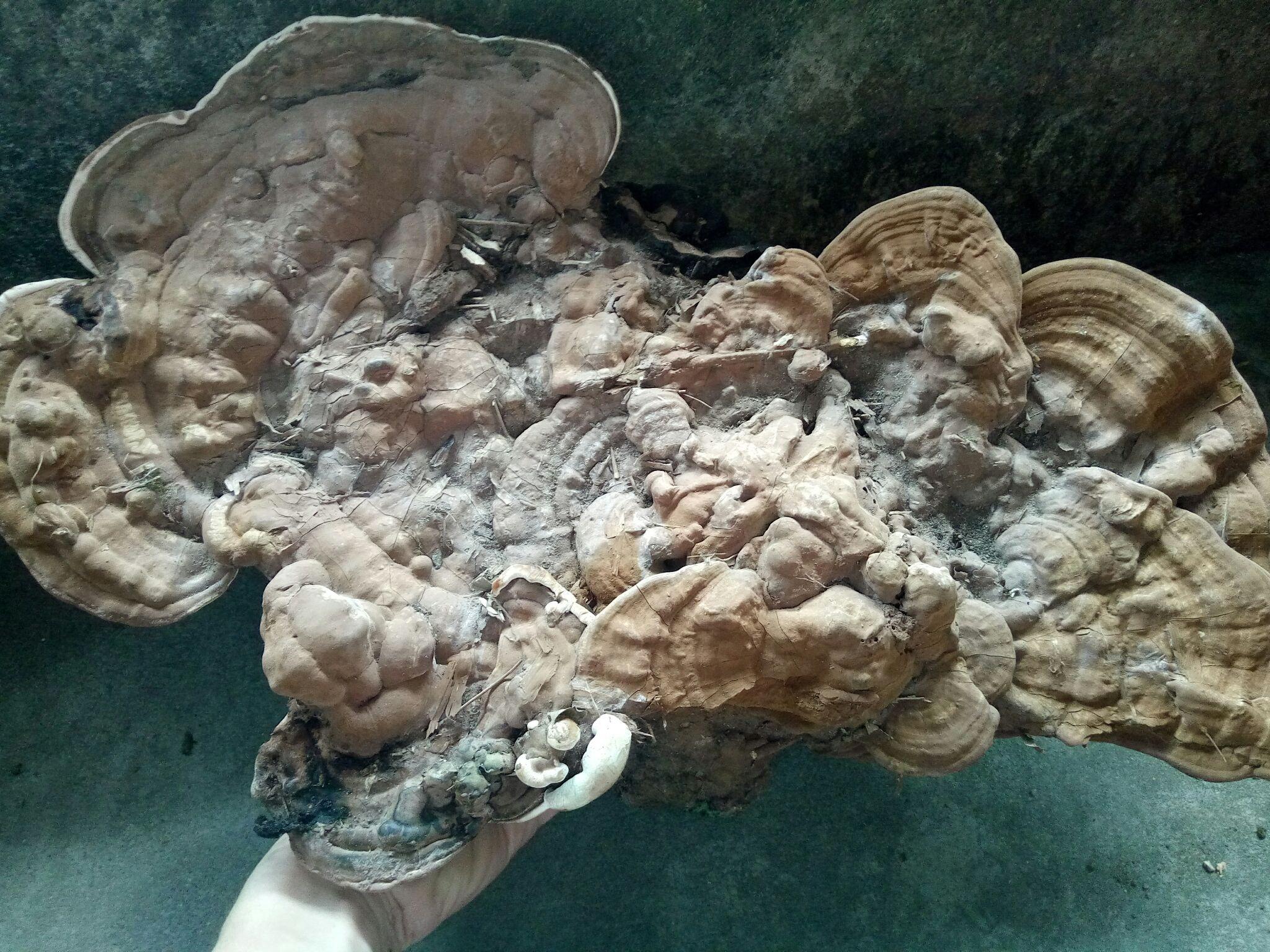 野生灵芝有多少种类？赤芝是最贵的吗？