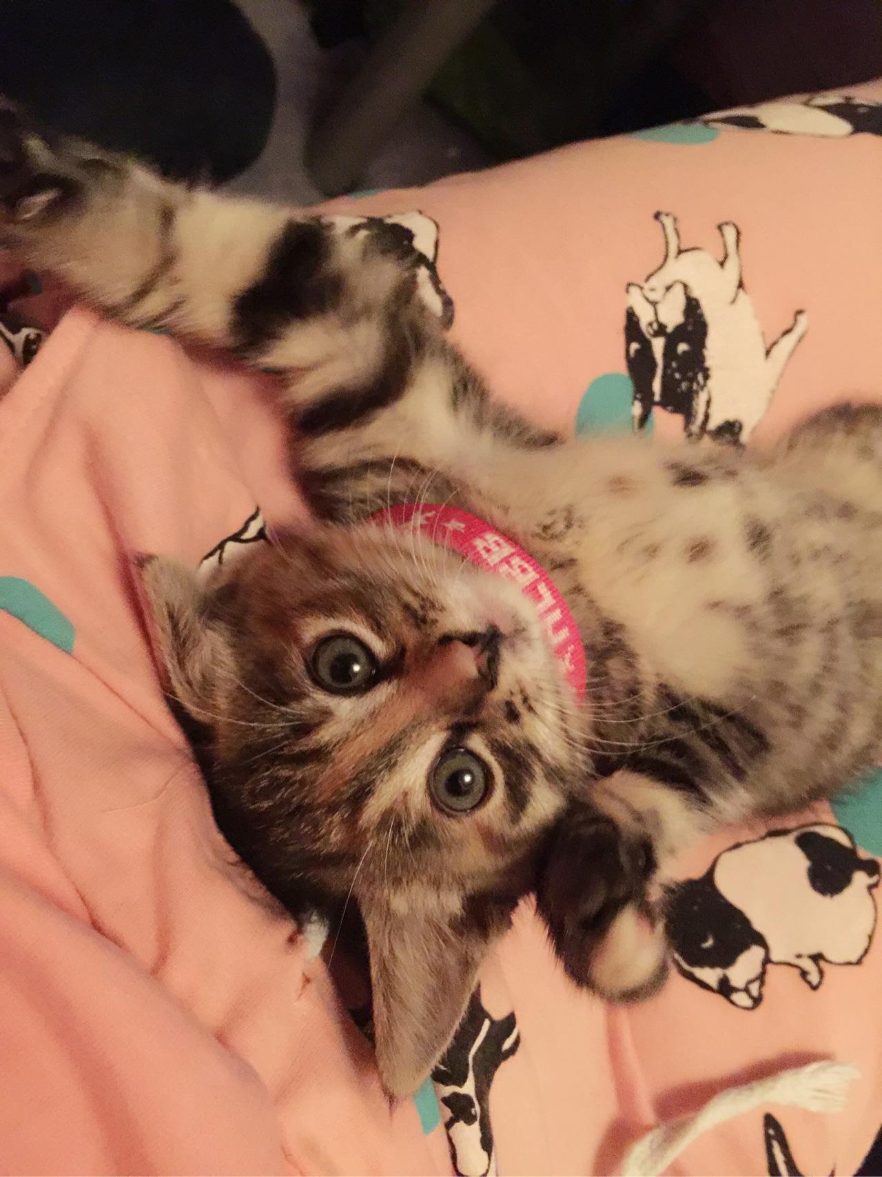 三个多月的猫咪拉肚子,但是精神特别好,请问这