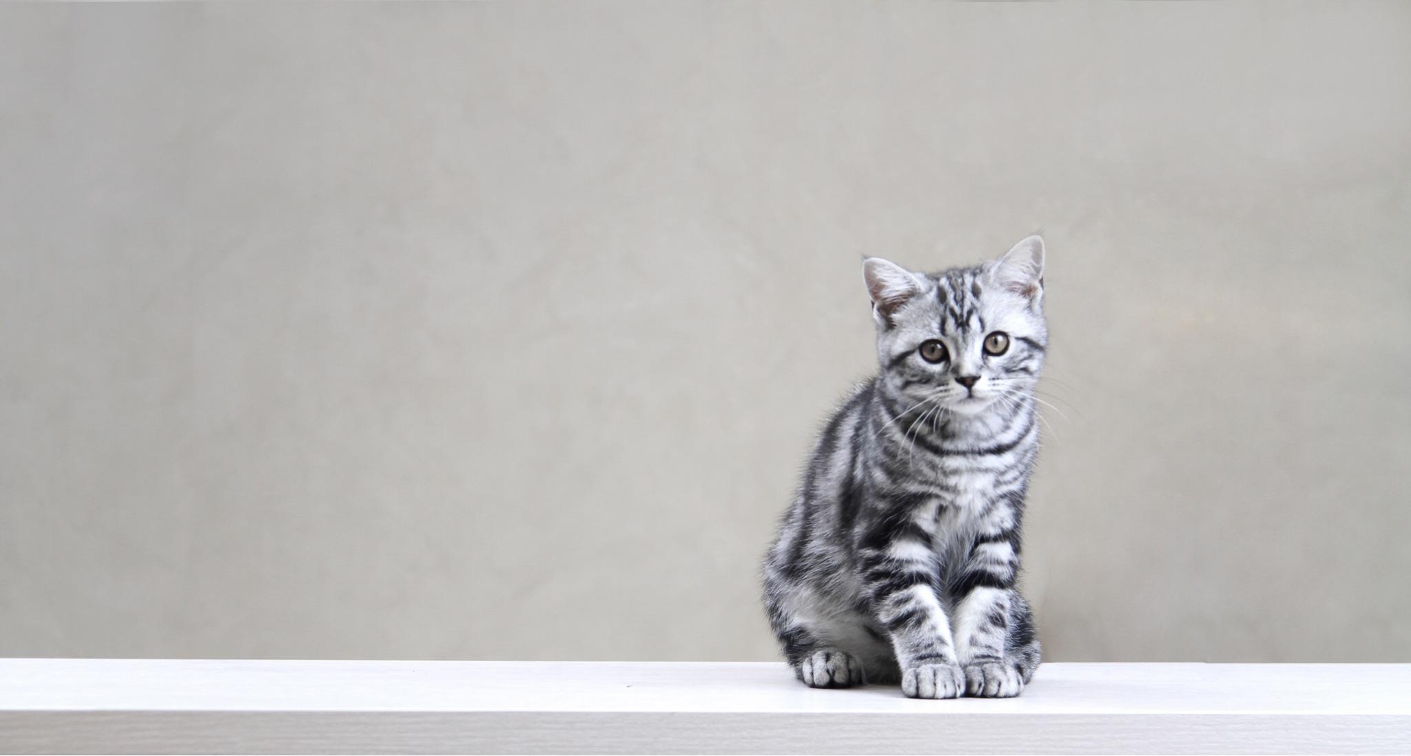 家庭装修,有哪些电子化产品能让家变的便捷、