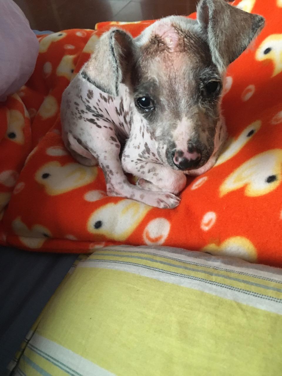 刚领养的田园奶猫体检,发现患有猫瘟、猫鼻支