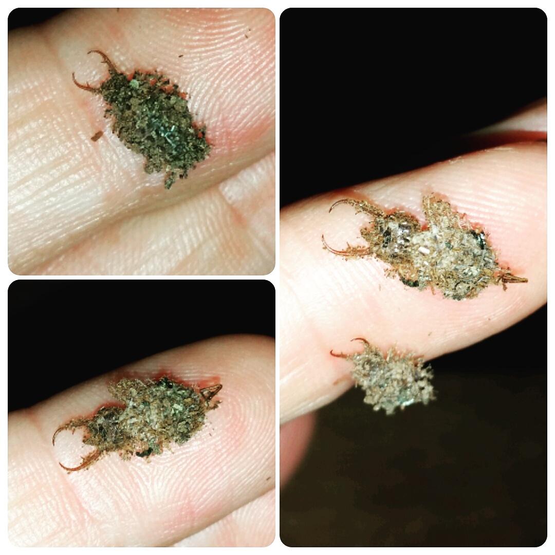 行船笔记趣虫2蜂麻蝇