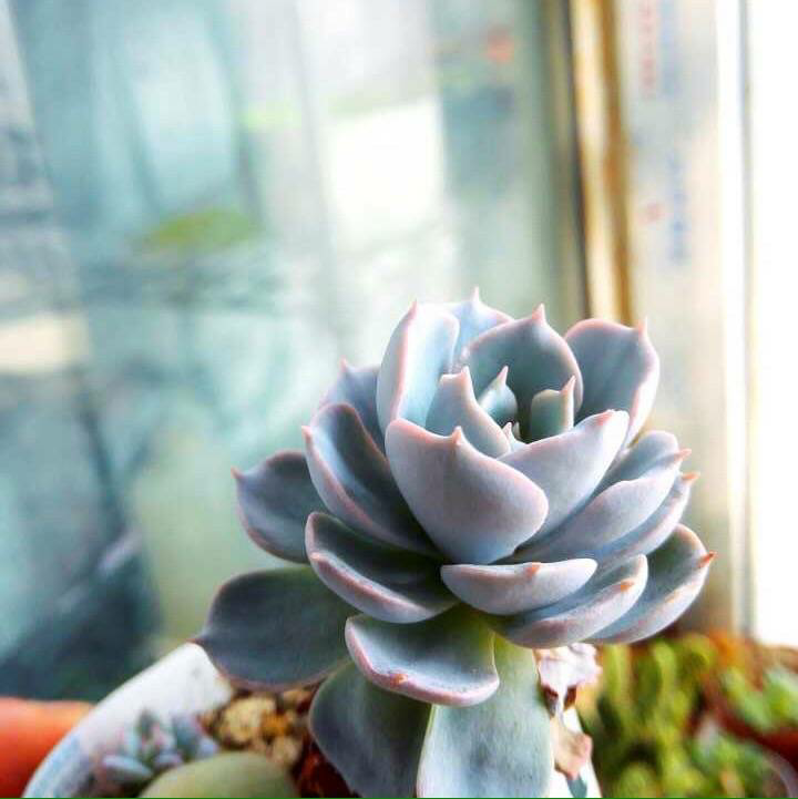 大家觉得网配圈大神有哪些?