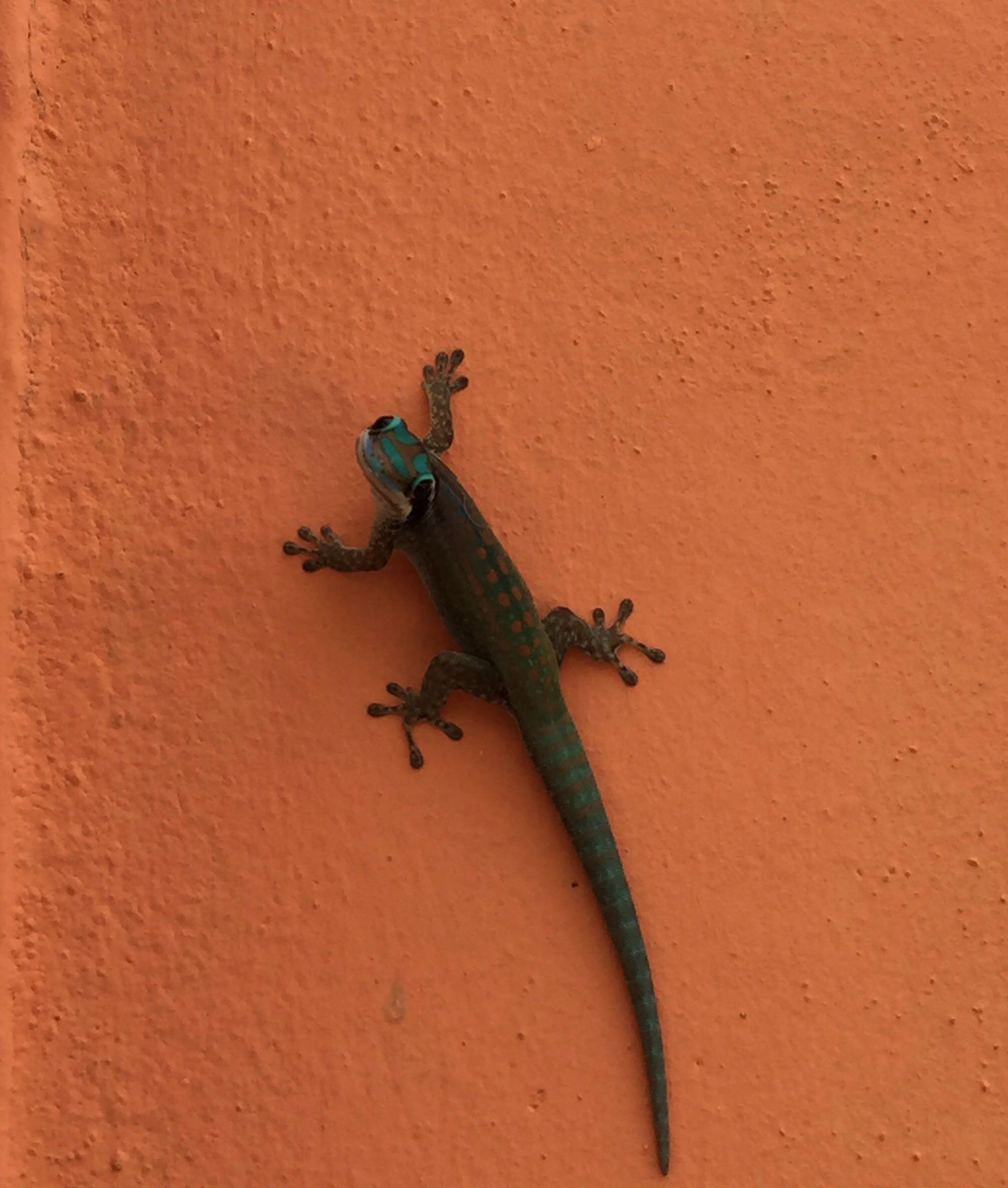 有哪些冷门的留学国家?