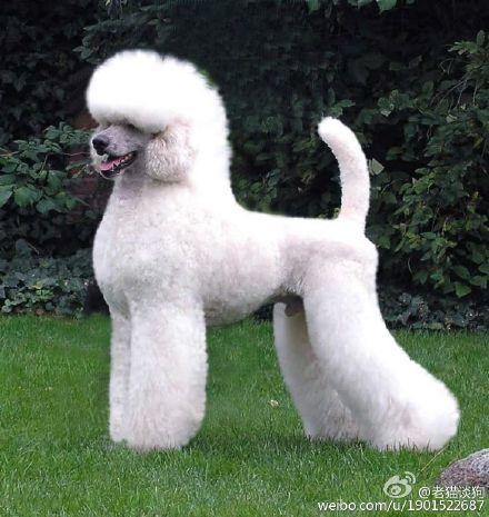 贵宾犬修剪出的不同造型加图