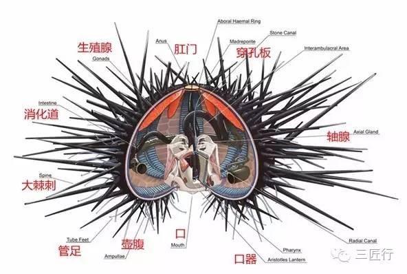 海胆正当季,怎样从一堆海胆里挑出最鲜美的那一颗? - 知乎