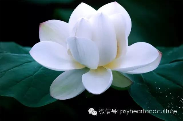 梦的工作莲花自性的象征东方女性的梦中意象