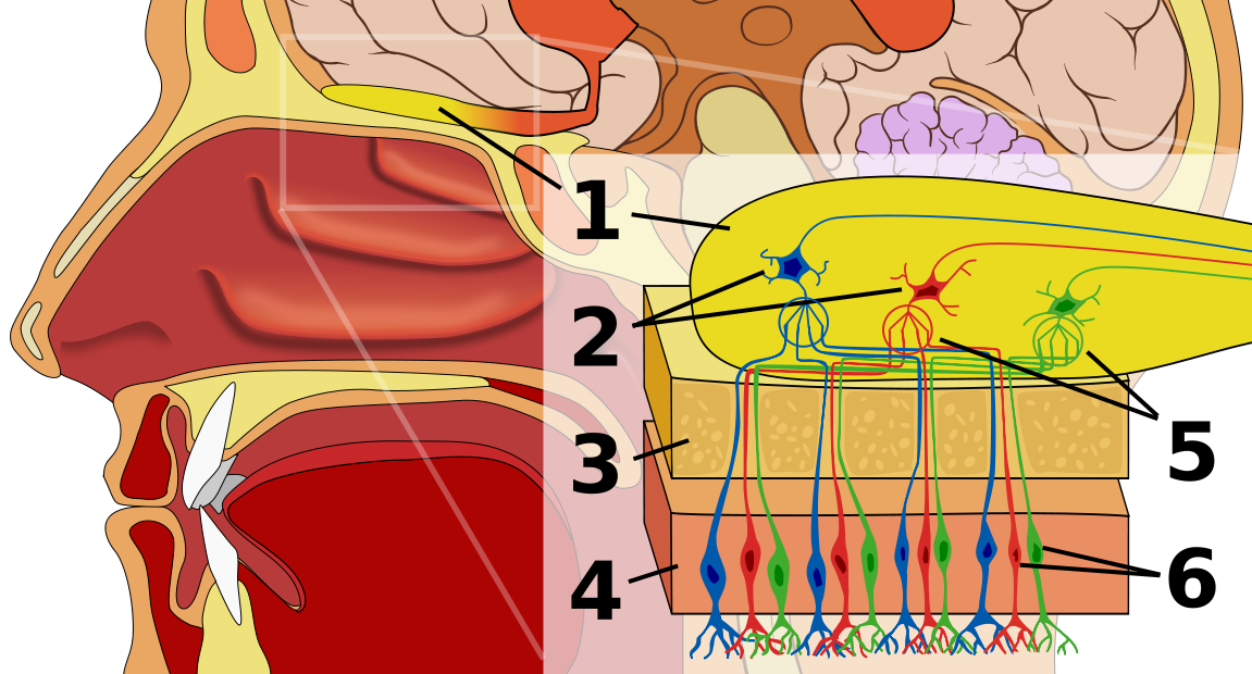 图片来自olfaction 1 嗅球 2 僧帽细胞 3 骨