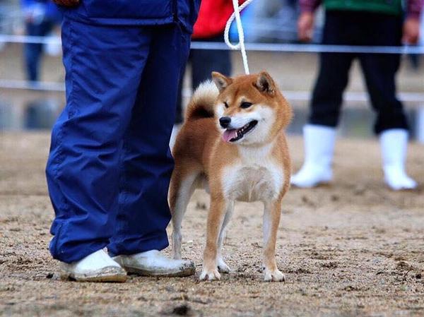 中華田園犬柴犬和秋田犬的區別是什麼