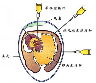 实验室是如何分离生物病毒的?