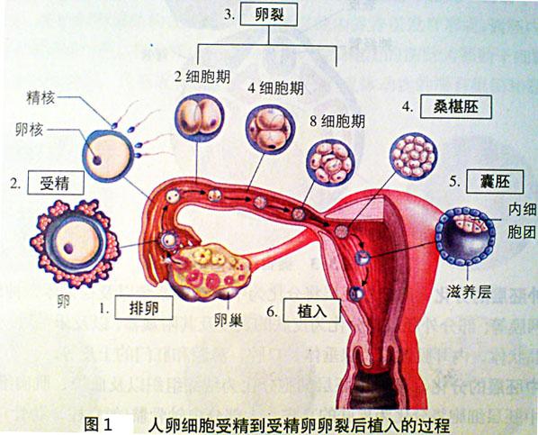 知乎