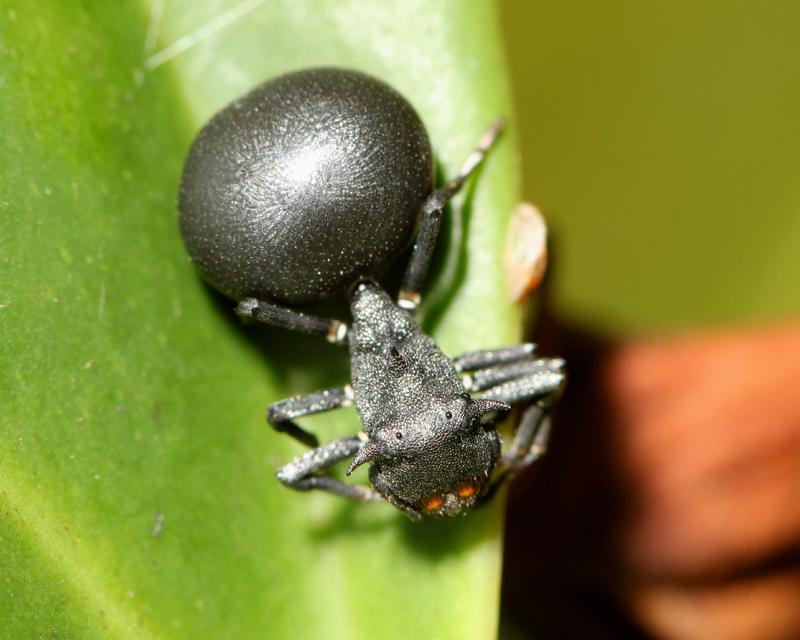 分别是: 蟹蛛科 跳蛛科 跳蛛科 蟹蛛科  大头蚁蟹蛛 圆颚蛛科 虽然科